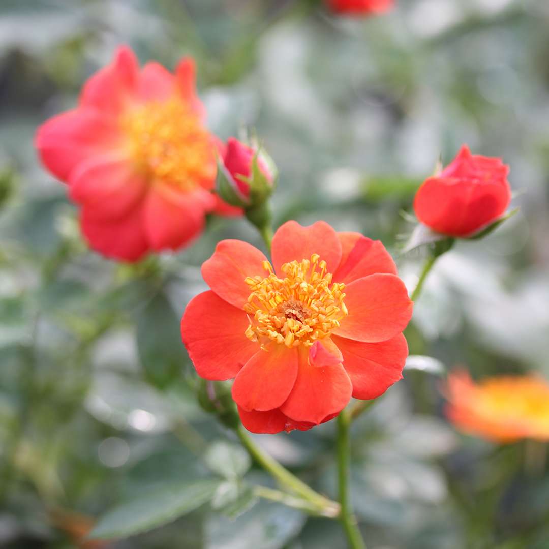 Close up of dark orange Oso Easy Hot Paprika Rose bloom