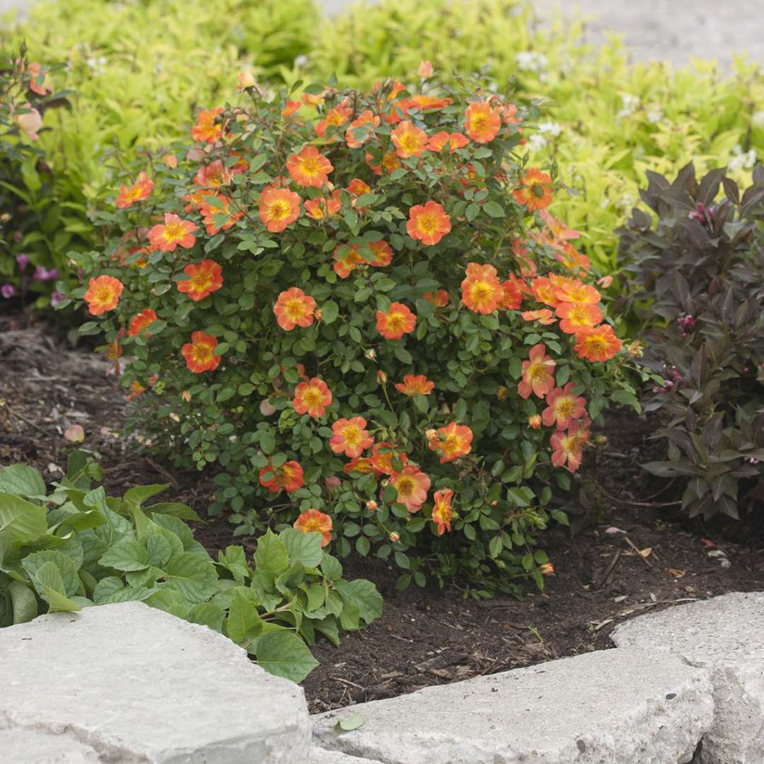 Oso Easy Paprika Rose blooming in garden bed next to rock border