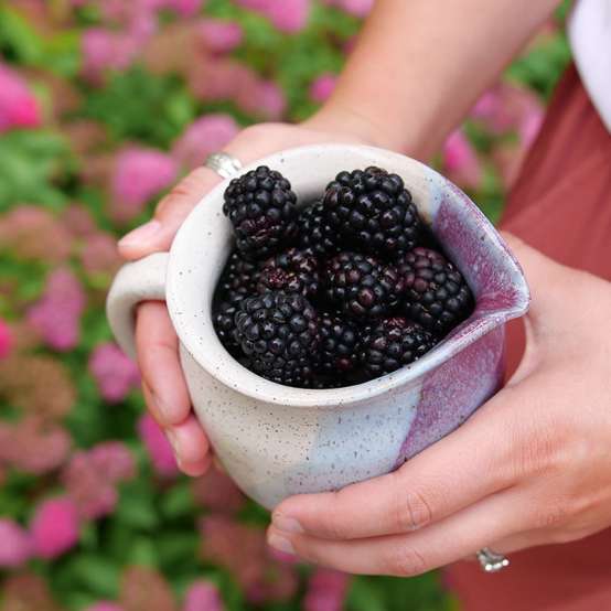 A person holding a clay pitcher filled with large Taste of Heaven Blackberry berries