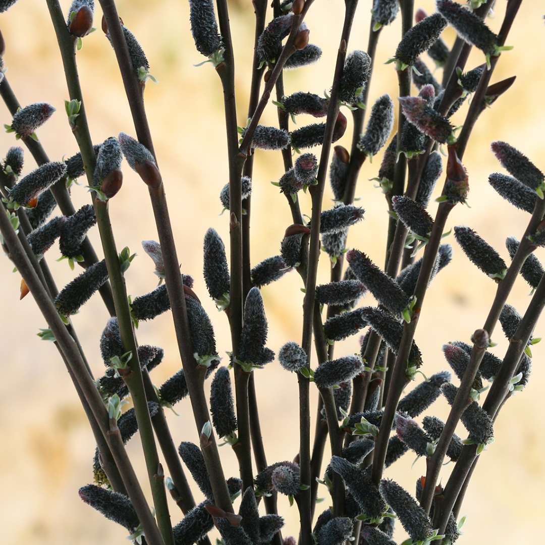 Close up of Black Cat Salix black blooms