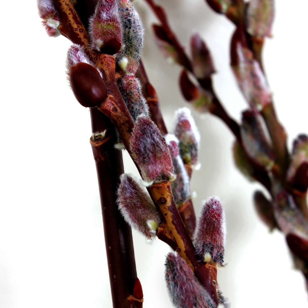 Close up of purple and red Black Cat Salix blooms