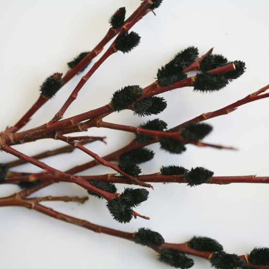 Close up of black Melanostachys Salix blooms with red stems