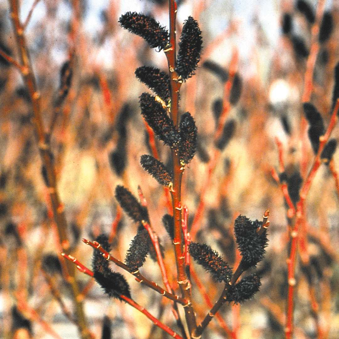 Close up of black Melanostachys Salix blooms with red stems in the landscape
