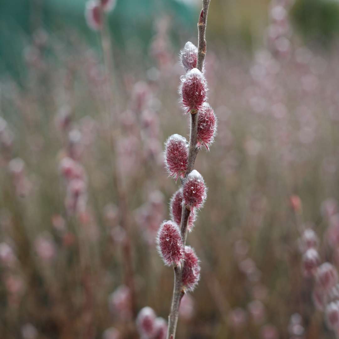 Close up of Mt Asama Salix burgundy colored blooms