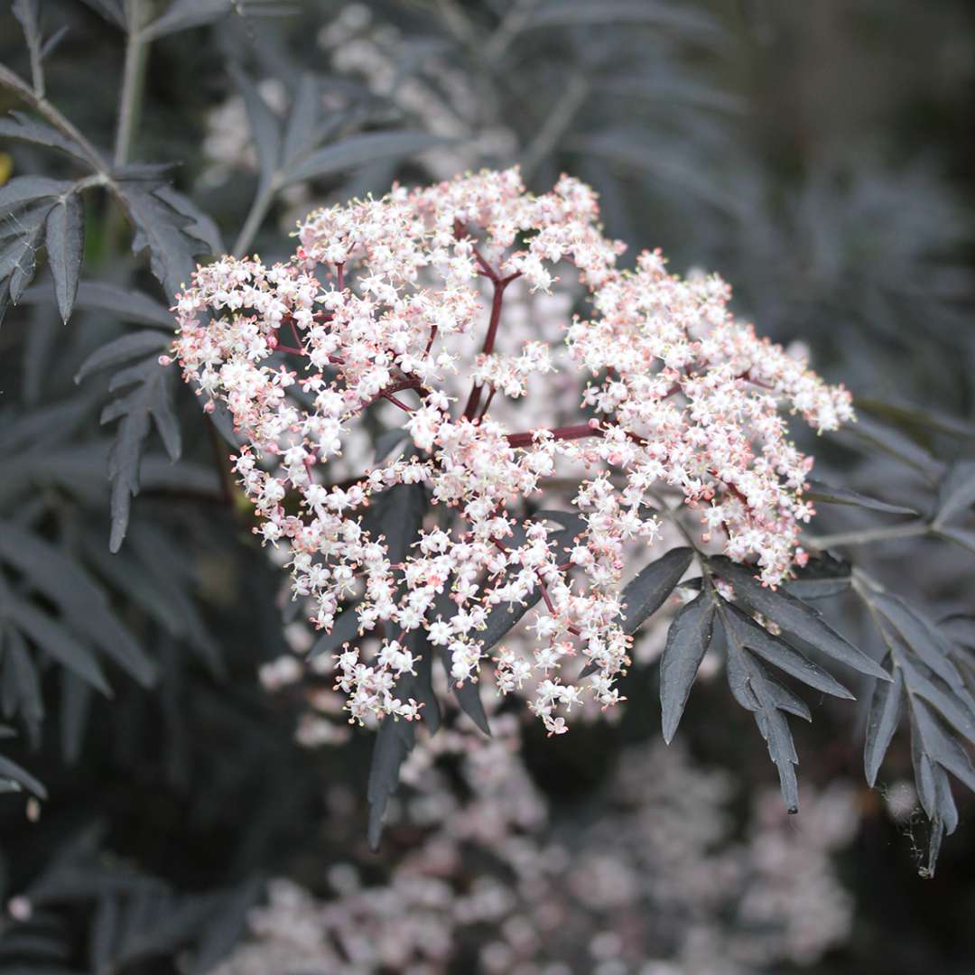 Close up of white and pink Black Lace Sambucus bloom with black foliage