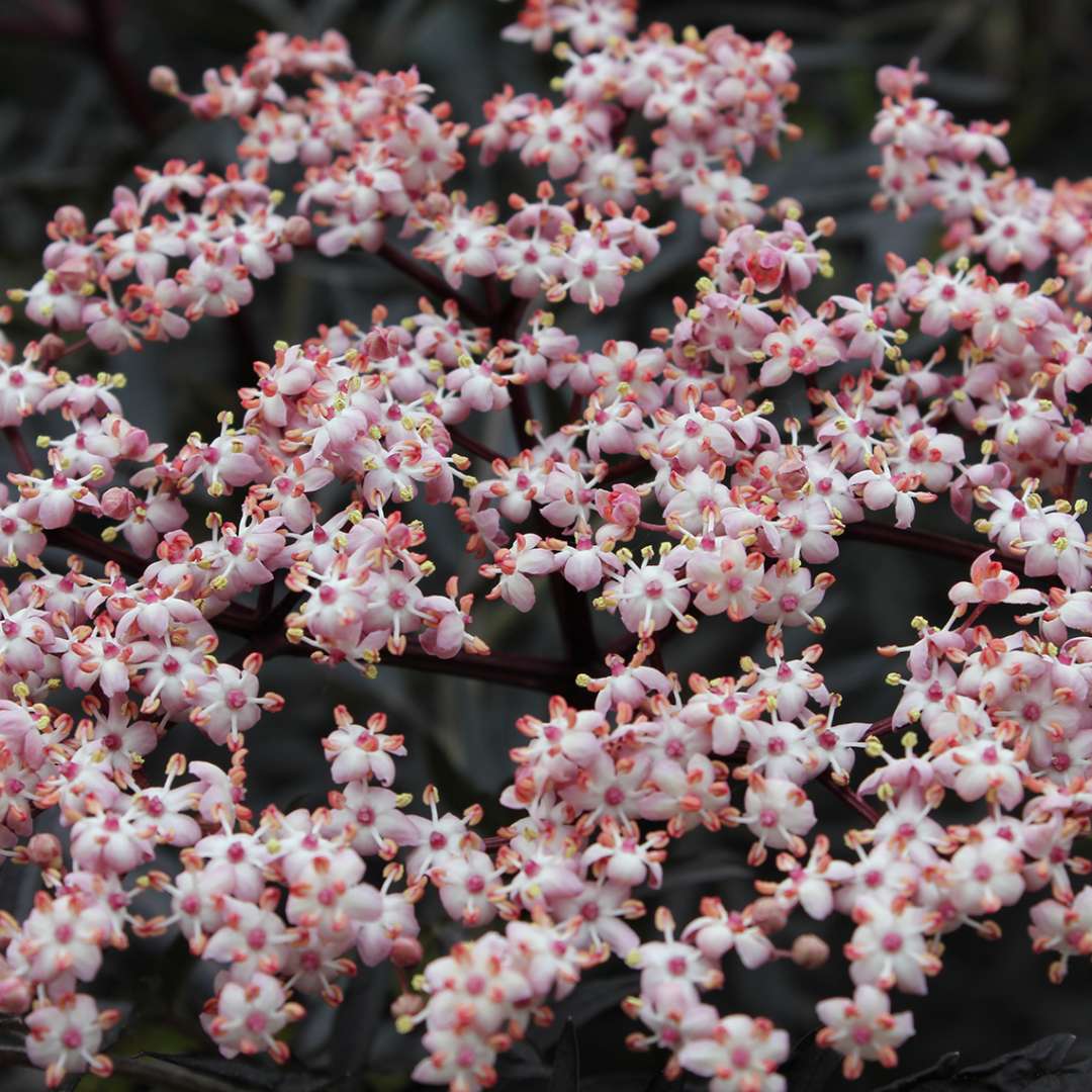 Close up of pink Black Lace Sambucus blooms