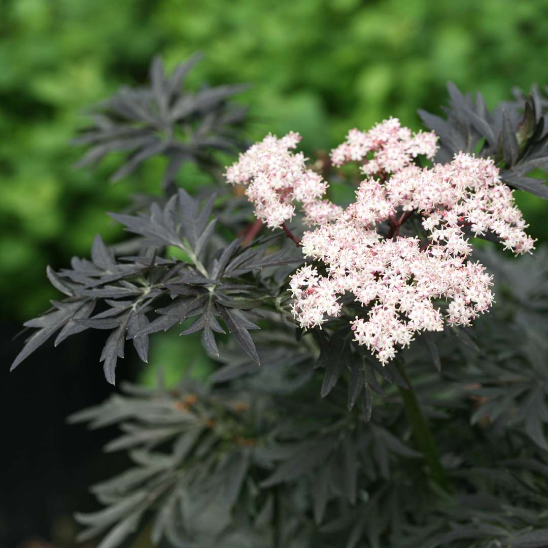 Close up of pink and white Laced Up Sambucus bloom with dark foliage