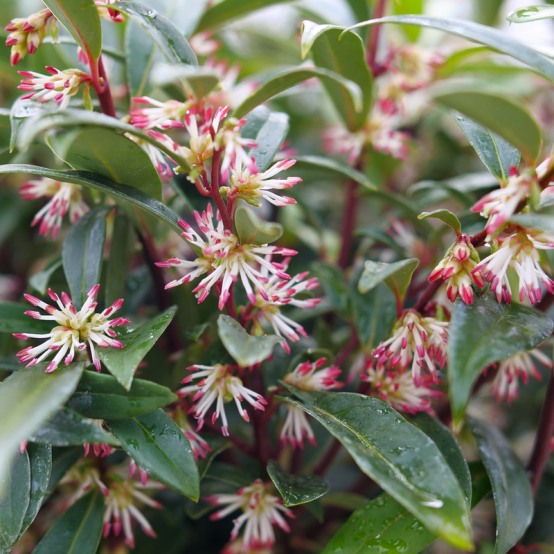 A close up of Sweet & Lo showing multiple red-tipped white flowers and green glossy foliage. 