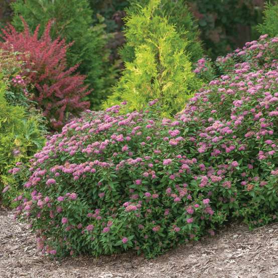 Mounded planting of Double Play Artisan Spiraea on sloping landscape