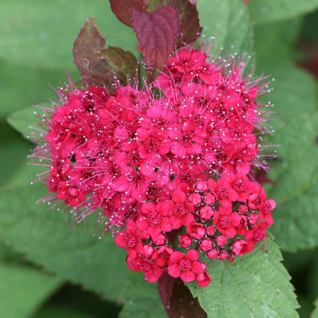 Close up of red Double Play Doozie Spiraea bloom
