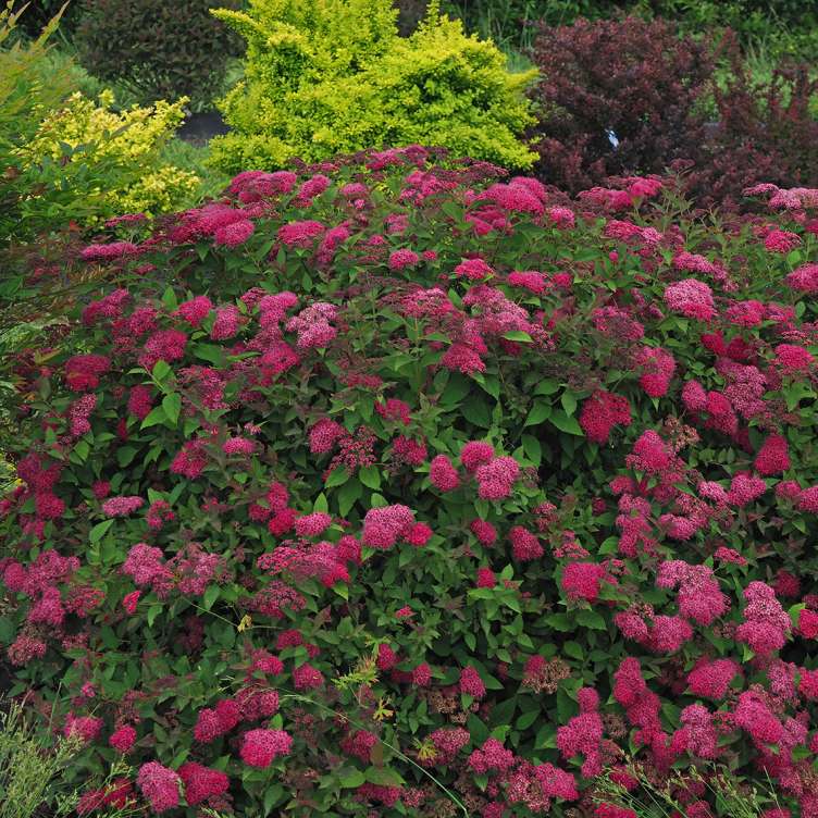 Heavy blooming Double Play Doozie Spiraea in landscape