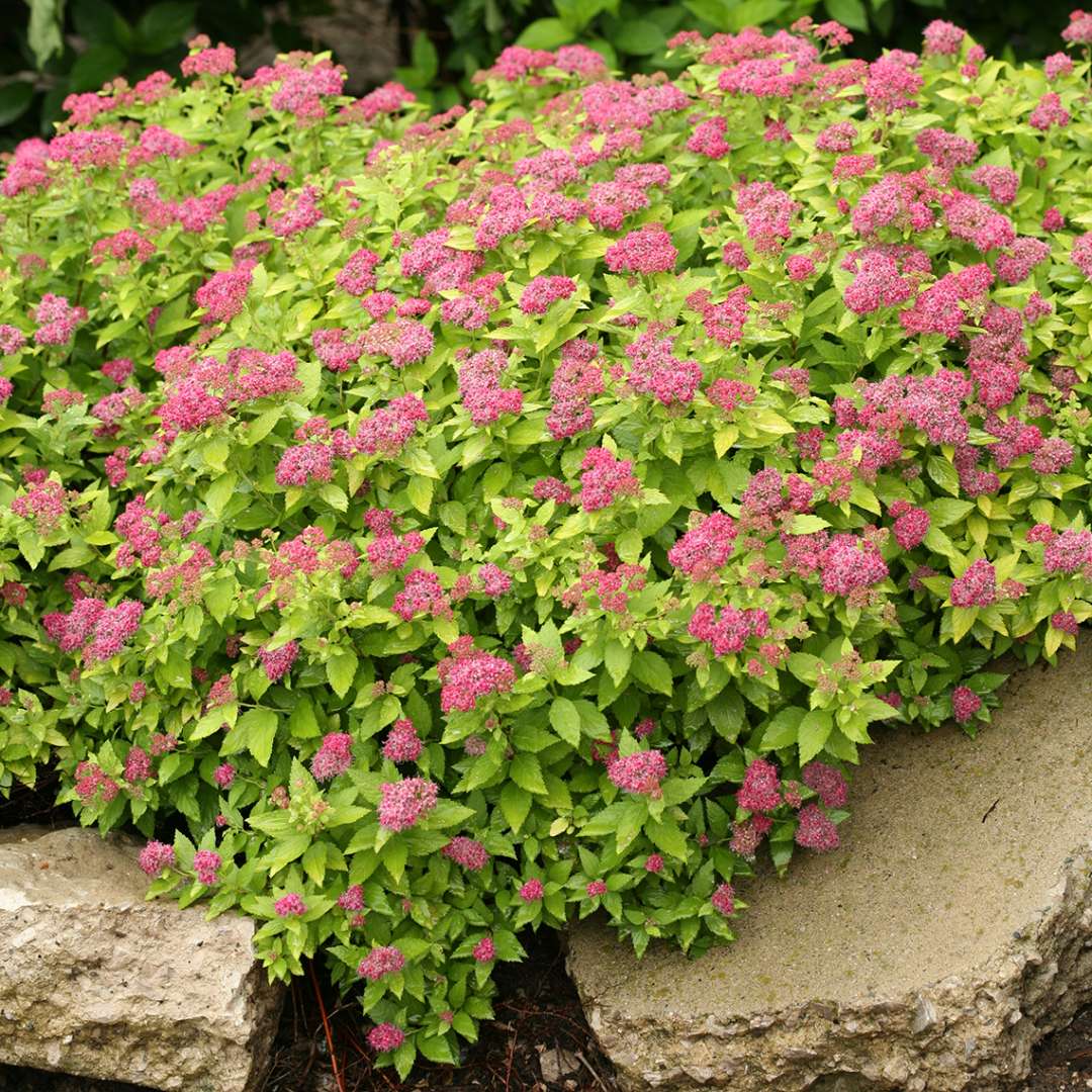 Compact Double Play Gold Spiraea growing over low rock wall
