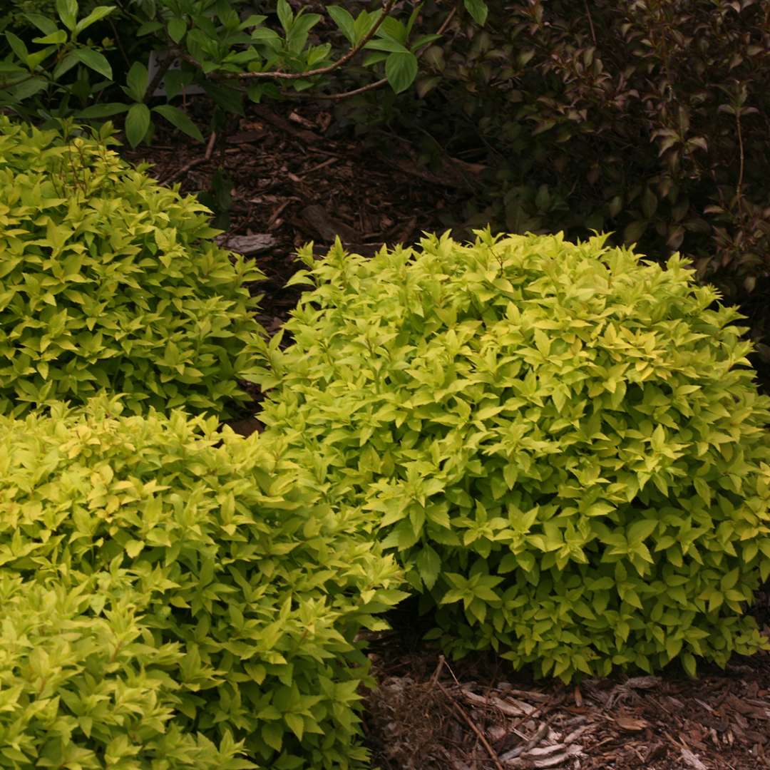 Trio of bright gold Double Play Gold Spiraea in landscape