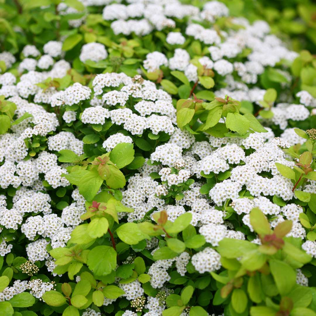 White button flowers of Glow Girl Spiraea floating above lime green foliage