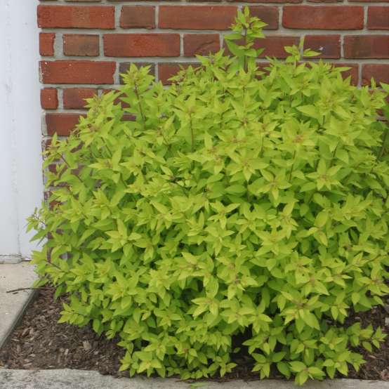 Bright lime foliage of Spiraea Goldmound against red brick wall