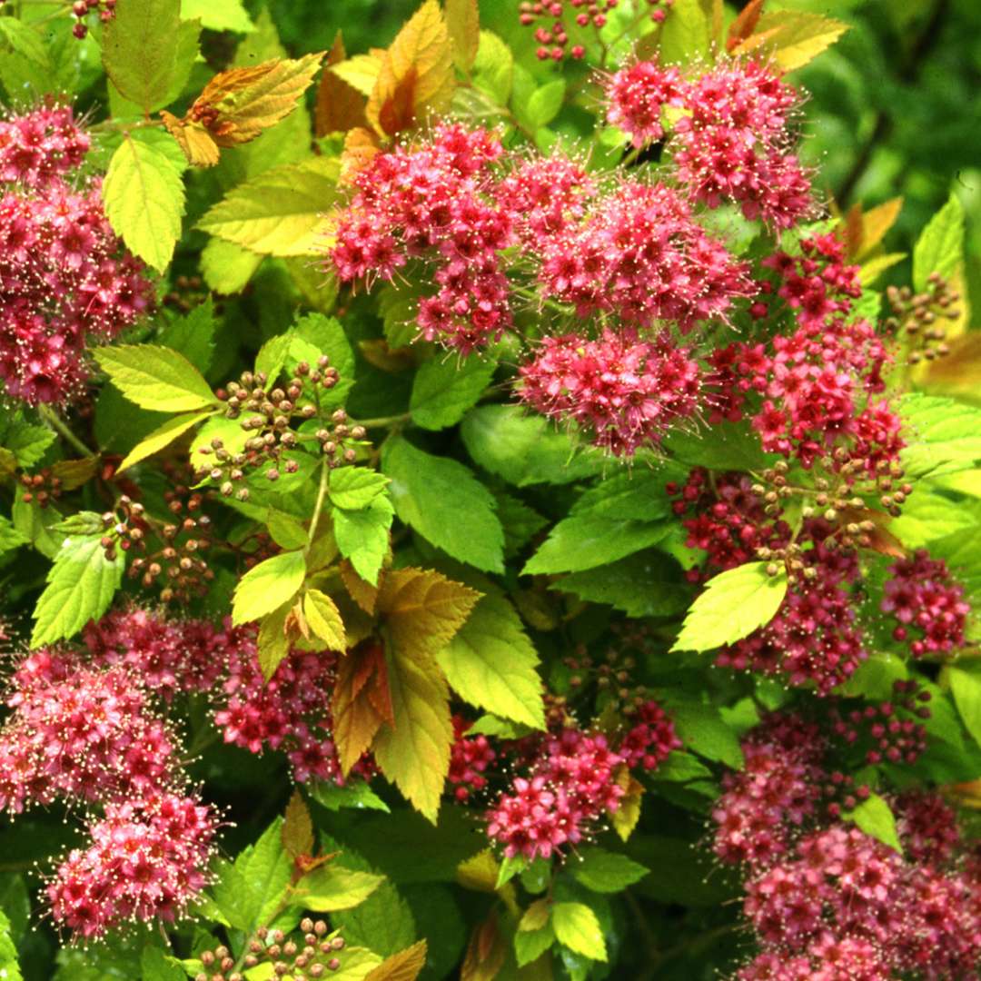 Close up of deep pink flowers and bright lime foliage of Spiraea Magic Carpet