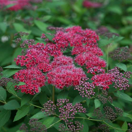 Close up of Double Play Red Spiraea flower cluster