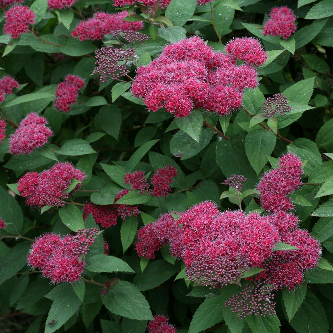 Multiple Double Play Red Spiraea flowers clusters