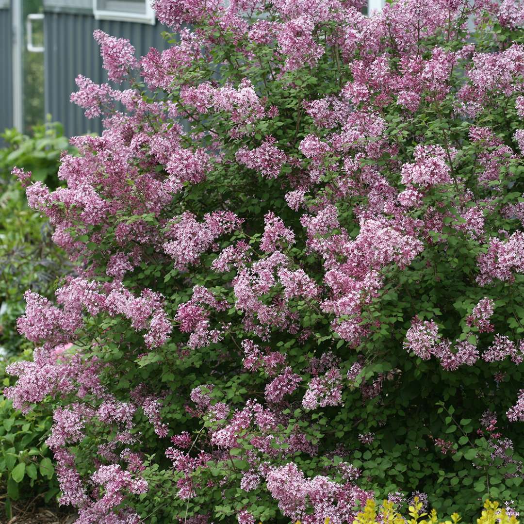 Bloomerang Purple reblooming lilac in the landscape