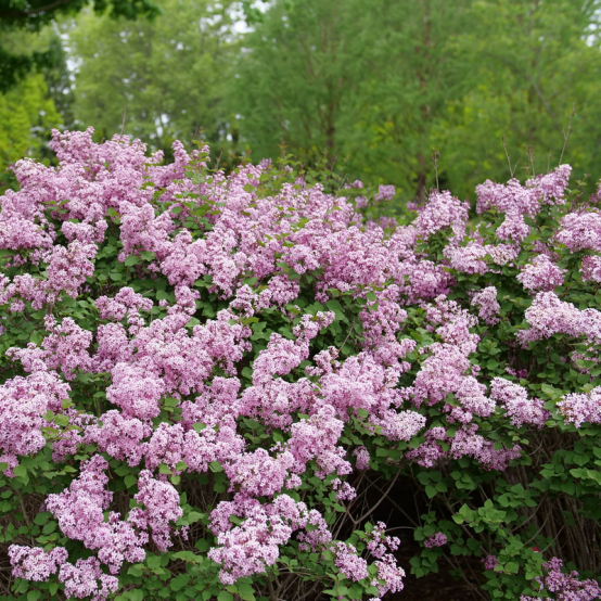 The lush blooms of Bloomerang Purpink lilac. 