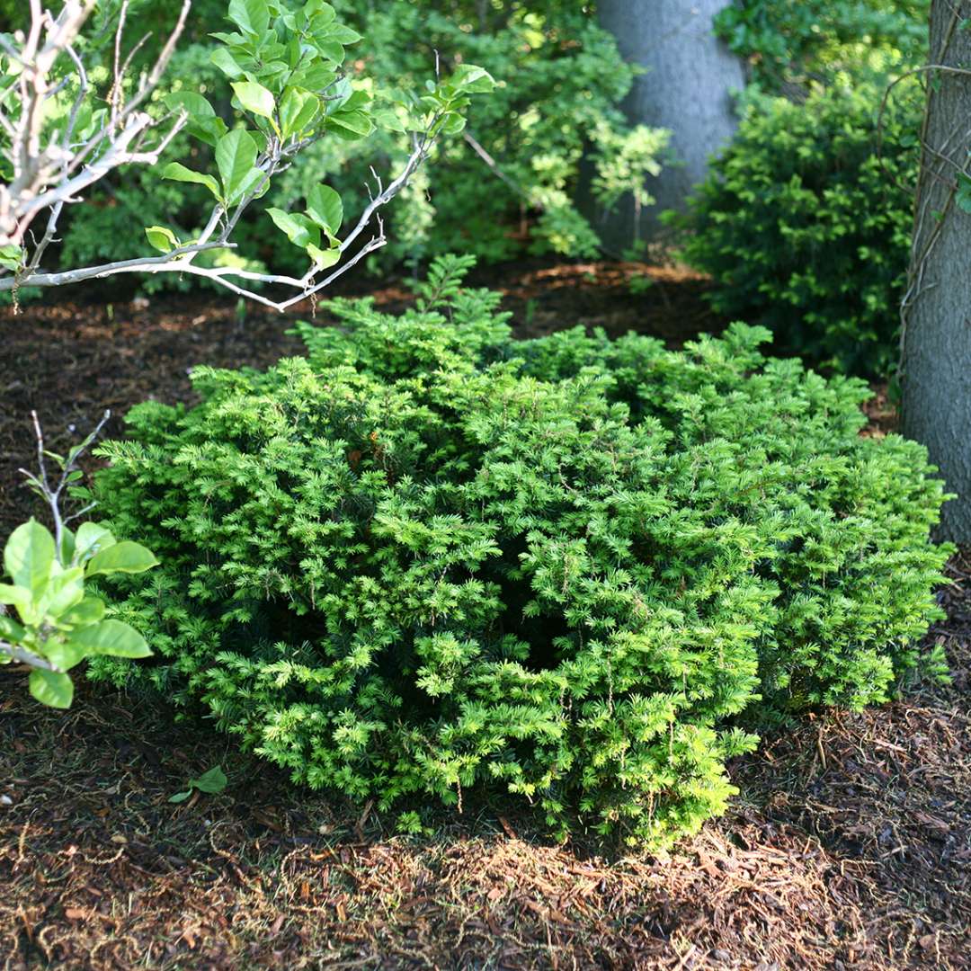 Everlow yew in a landscape displaying its normal squat spreading habit