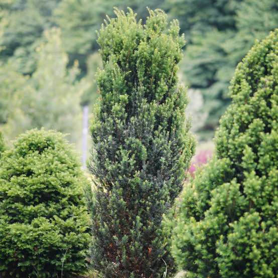 Stonehenge Yew in between two evergreens in a landscape