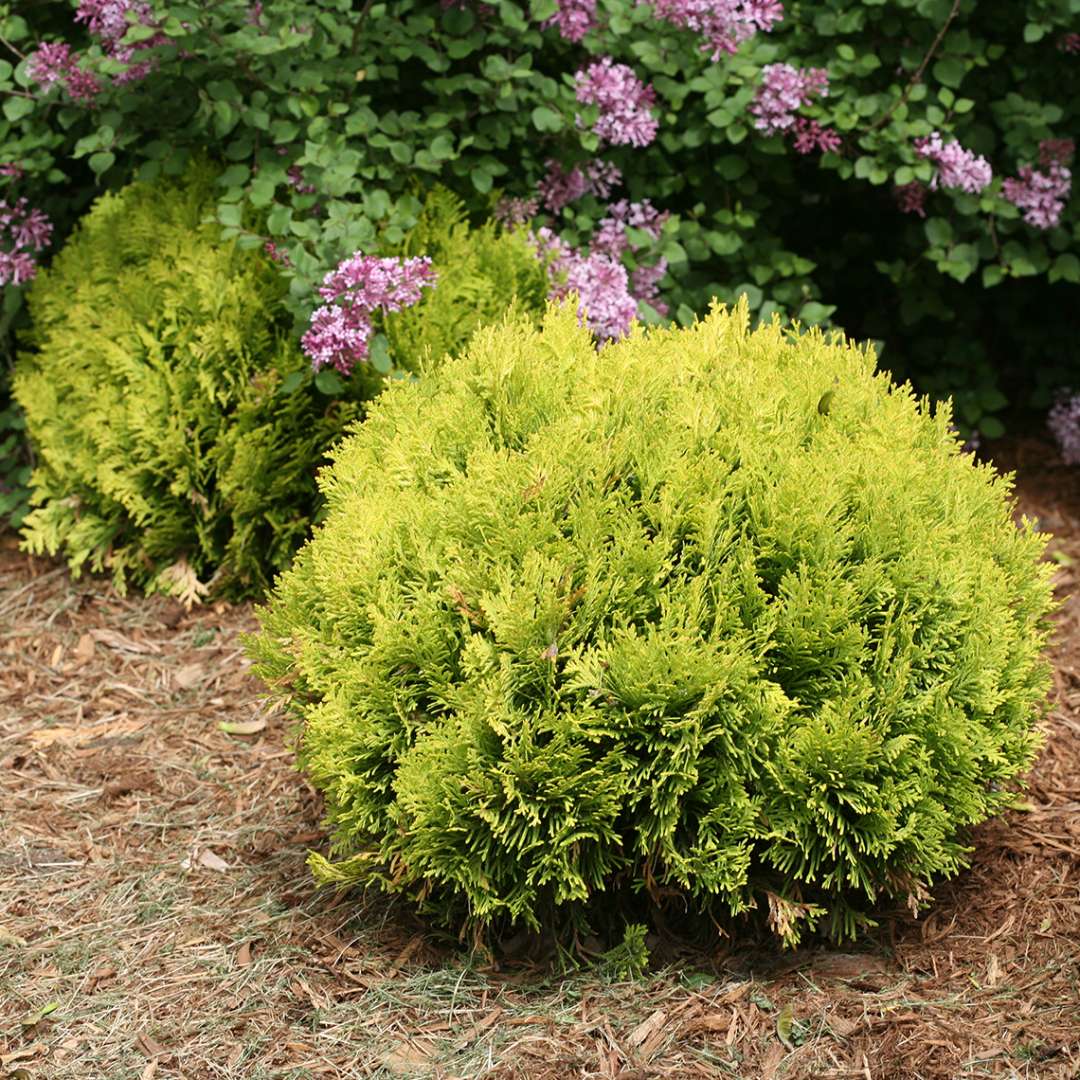 Annas Magic Ball dwarf arborvitae with a blooming lilac behind it
