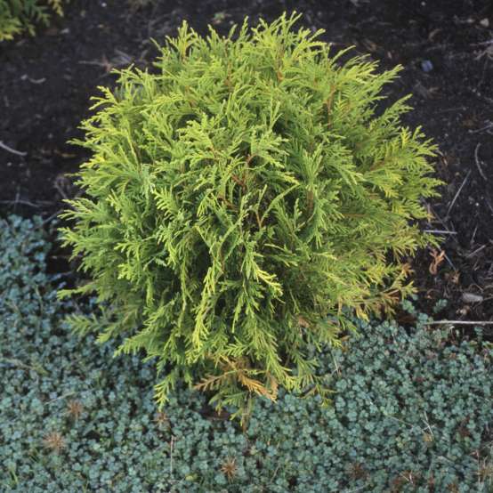 Tiny rounded Golden Globe arborvitae seen from above surrounded by a groundcover like sedum
