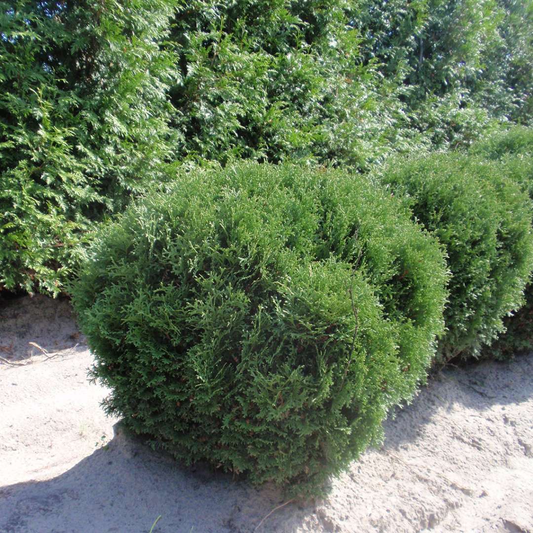 Hetz Midget arborvitae which is a small rounded evergreen growing in a sandy field in Michigan