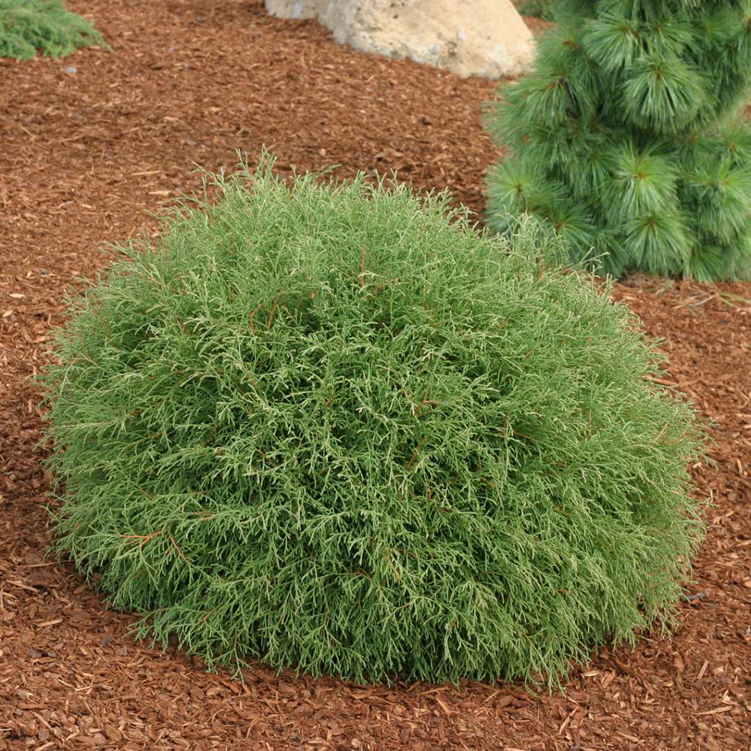 Mr Bowling Ball dwarf arborvitae in a landscape surrounded by mulch