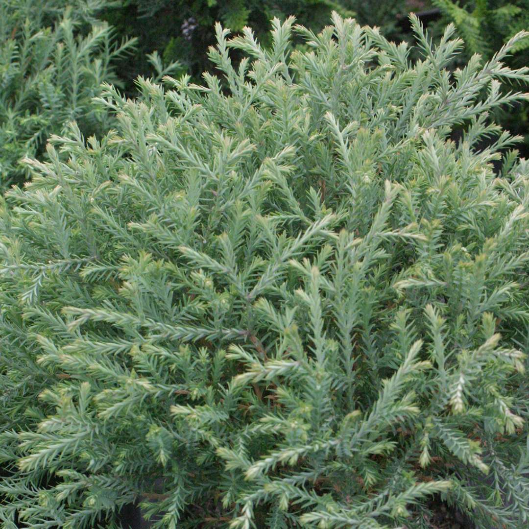 Closeup of the spiky green blue foliage of Mr Bowling Ball dwarf arborvitae