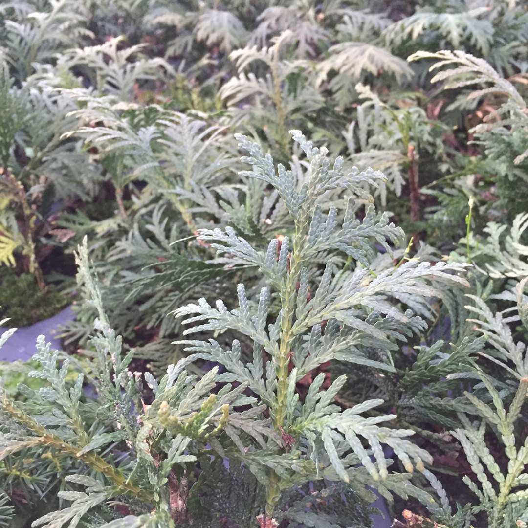 Closeup of the foliage of Nigra Dark Green arborvitae which indeed a dark green color
