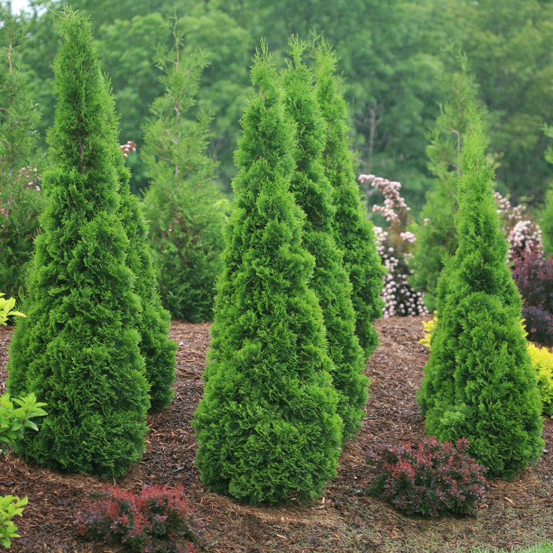 A cluster of narrow columnar North Pole arborvitae growing on a berm with colorful barberries
