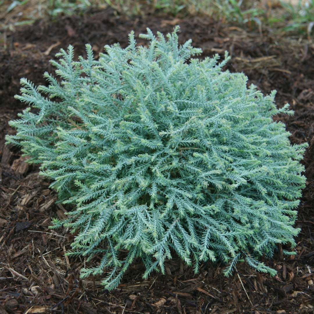 Pancake arborvitae is a very dwarf evergreen with interesting blue foliage