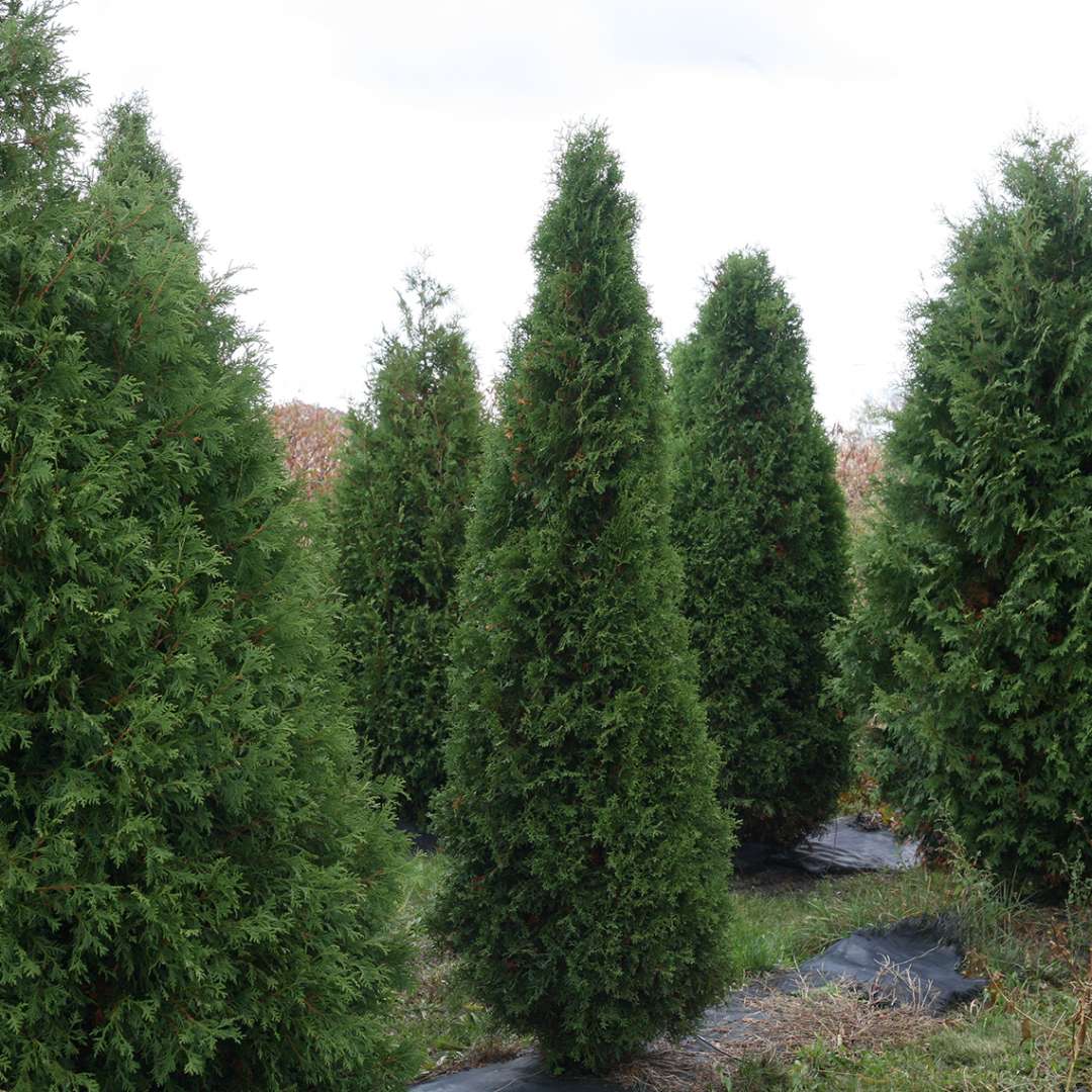 A specimen of narrow columnar Skywalker arborvitae in a field with other evergreens