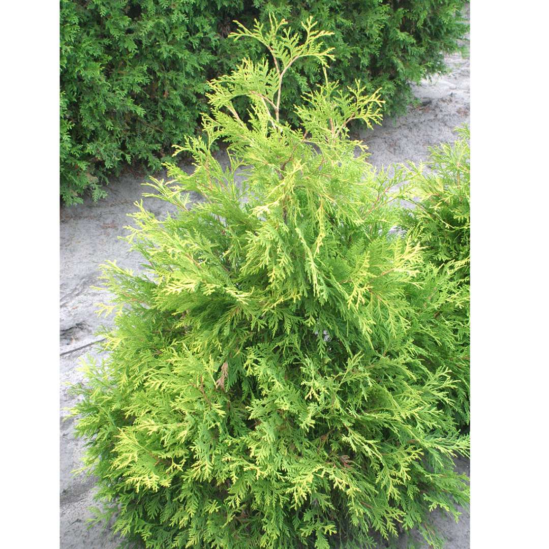 Yelllow Holmstrup Thuja   Spring Meadow   wholesale liners ...