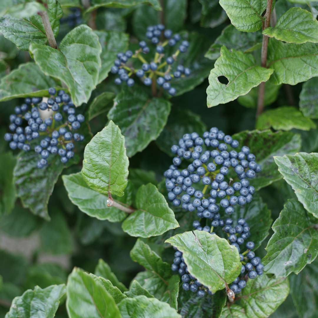 The blue fruit clusters of All That Glitters viburnum