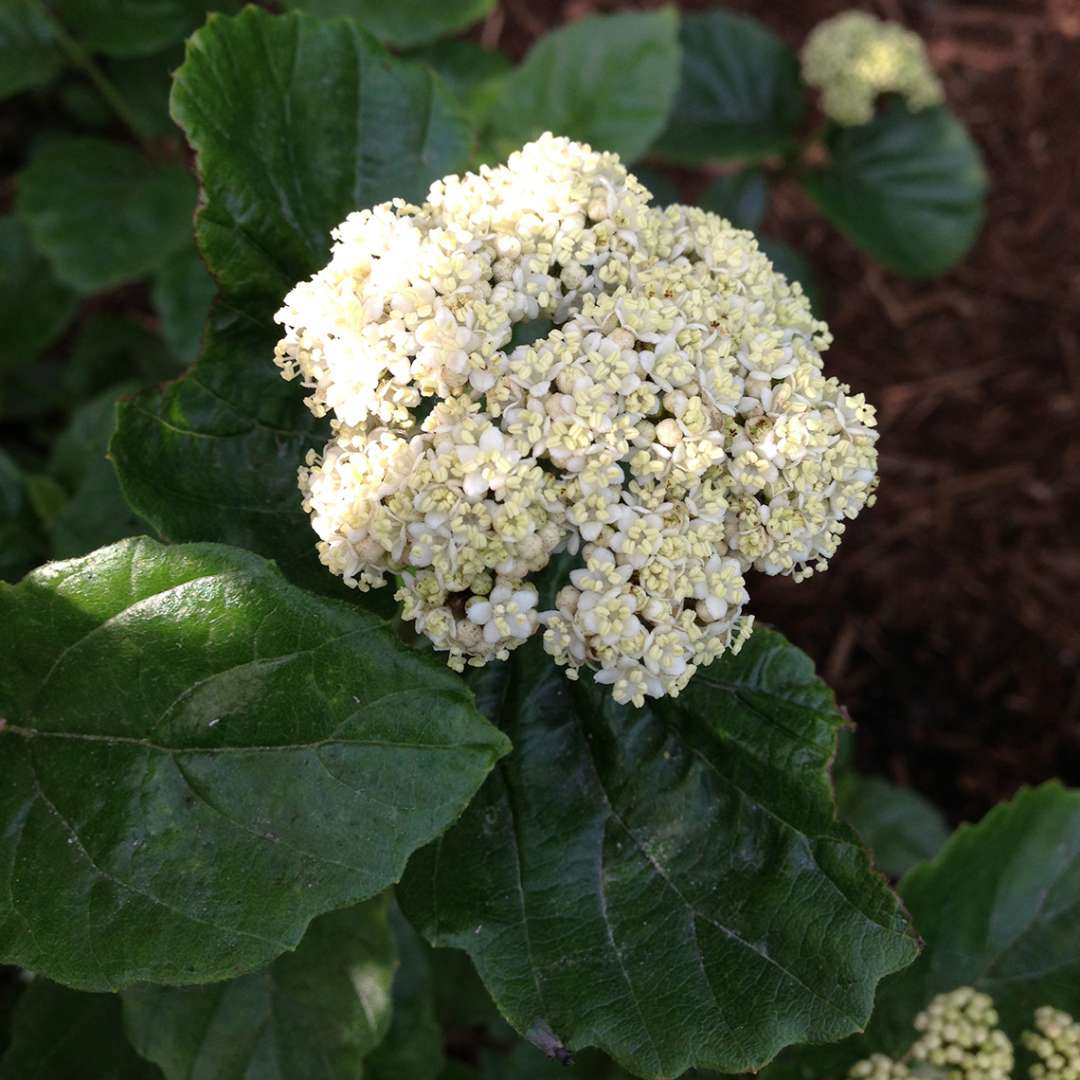 White flower cluster on All That Glitters viburnum