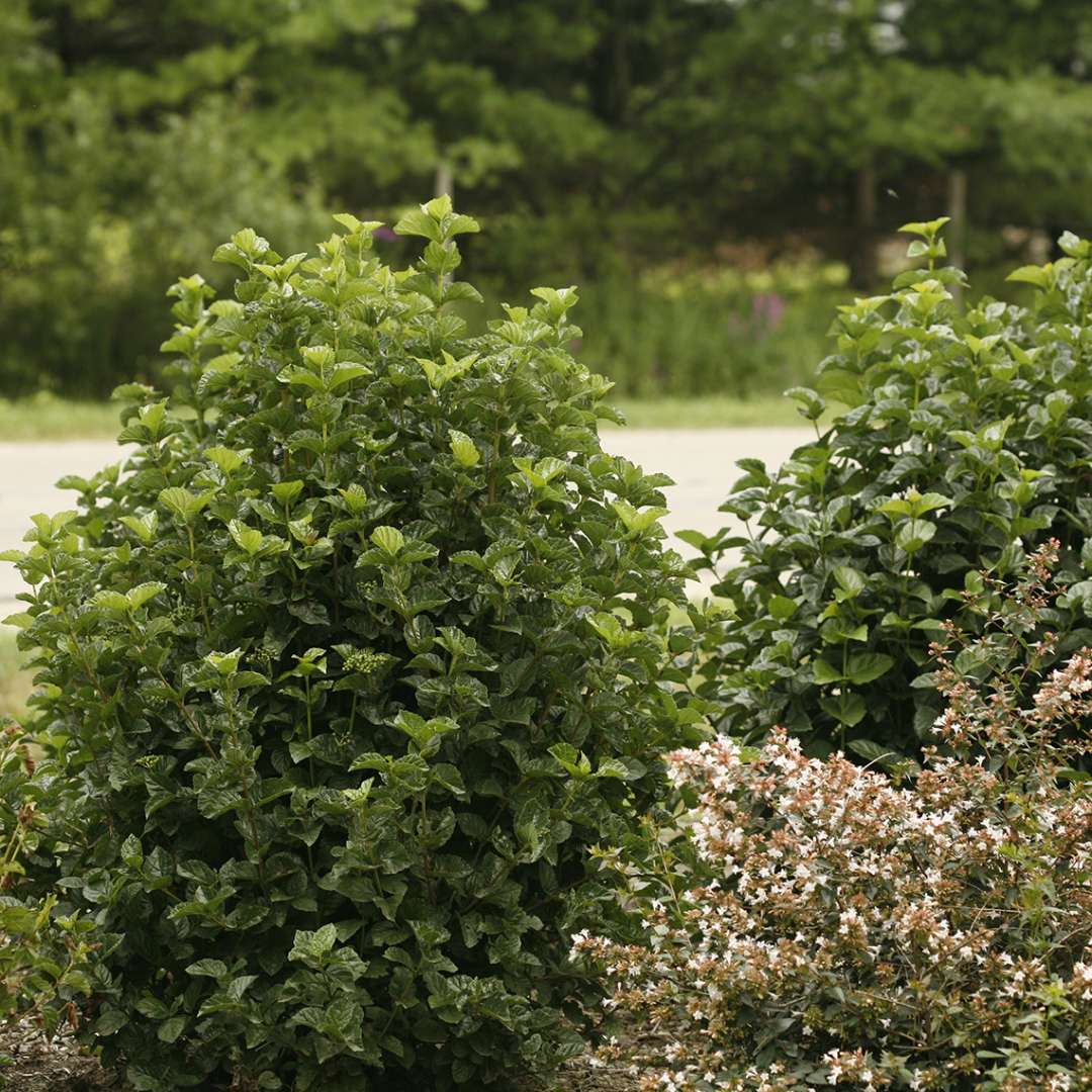 Two specimens of All That Glows viburnum in a landscape with an abelia in bloom at lower right