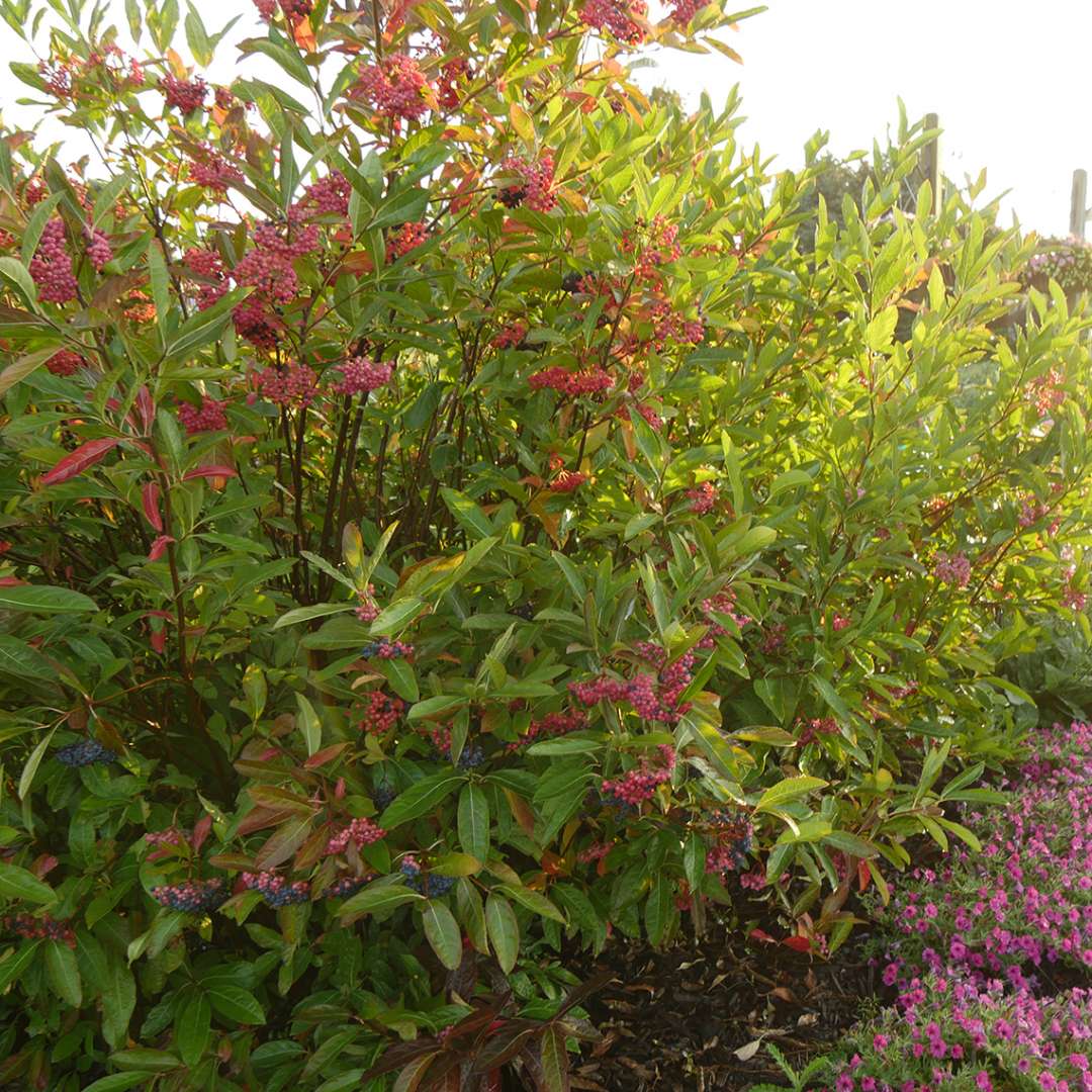 Brandywine viburnum in the landscape showing its size and habit