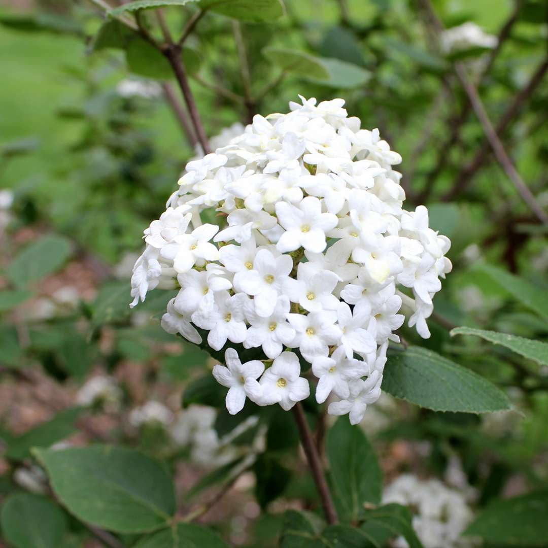 White flower cluster of Burkwoodii viburnum