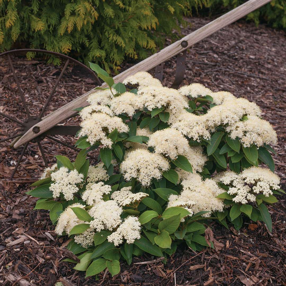 Lil Ditty dwarf viburnum in full bloom in a bed near an antique farm implement