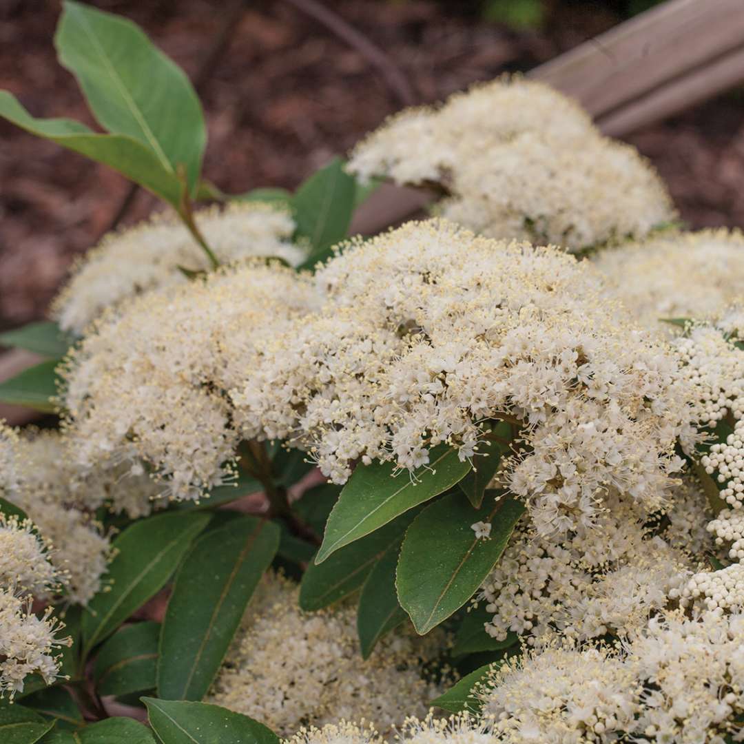 Closeup of the white flowers of Lil Ditty viburnum