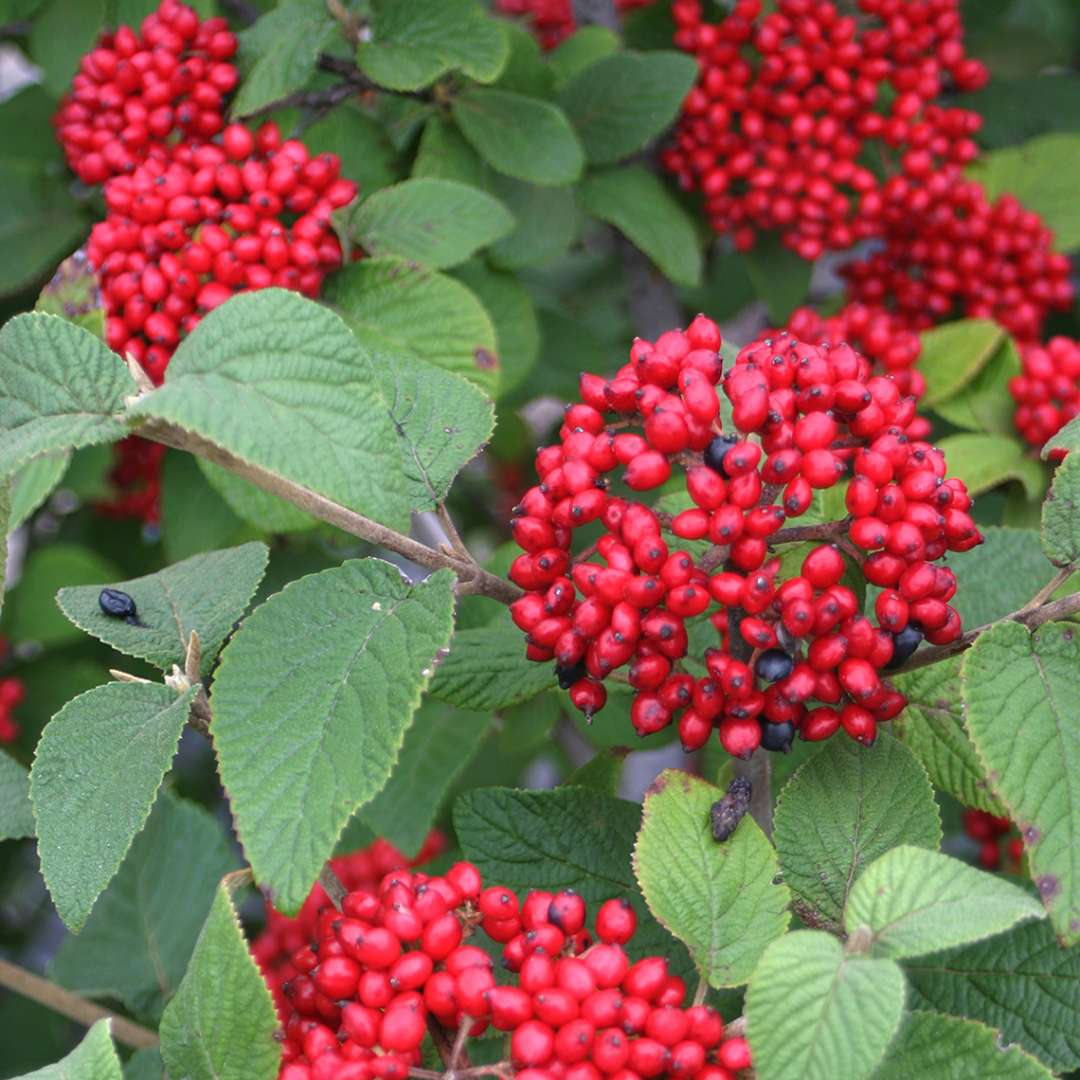 Many clusters of bright red berries on Red Balloon viburnum