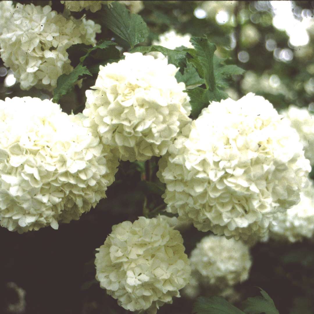 Large white snowball like flowers of v iburnum Roseum