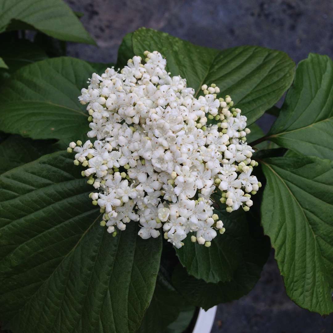 White flower cluster on Shiny Dancer viburnum