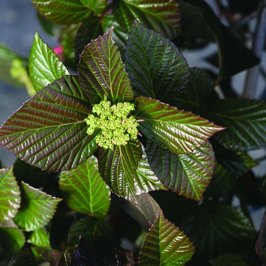 The heavily textured glossy foliage of Shiny Dancer viburnum with an emerging flower bud in the center