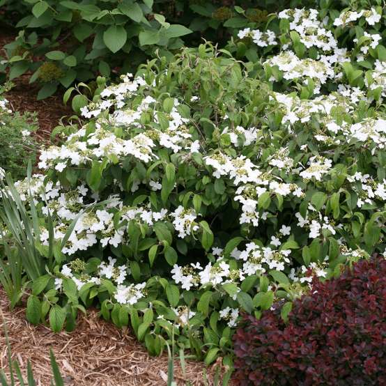 Wabi Sabi viburnum covered in white flowers showing its low spreading habit