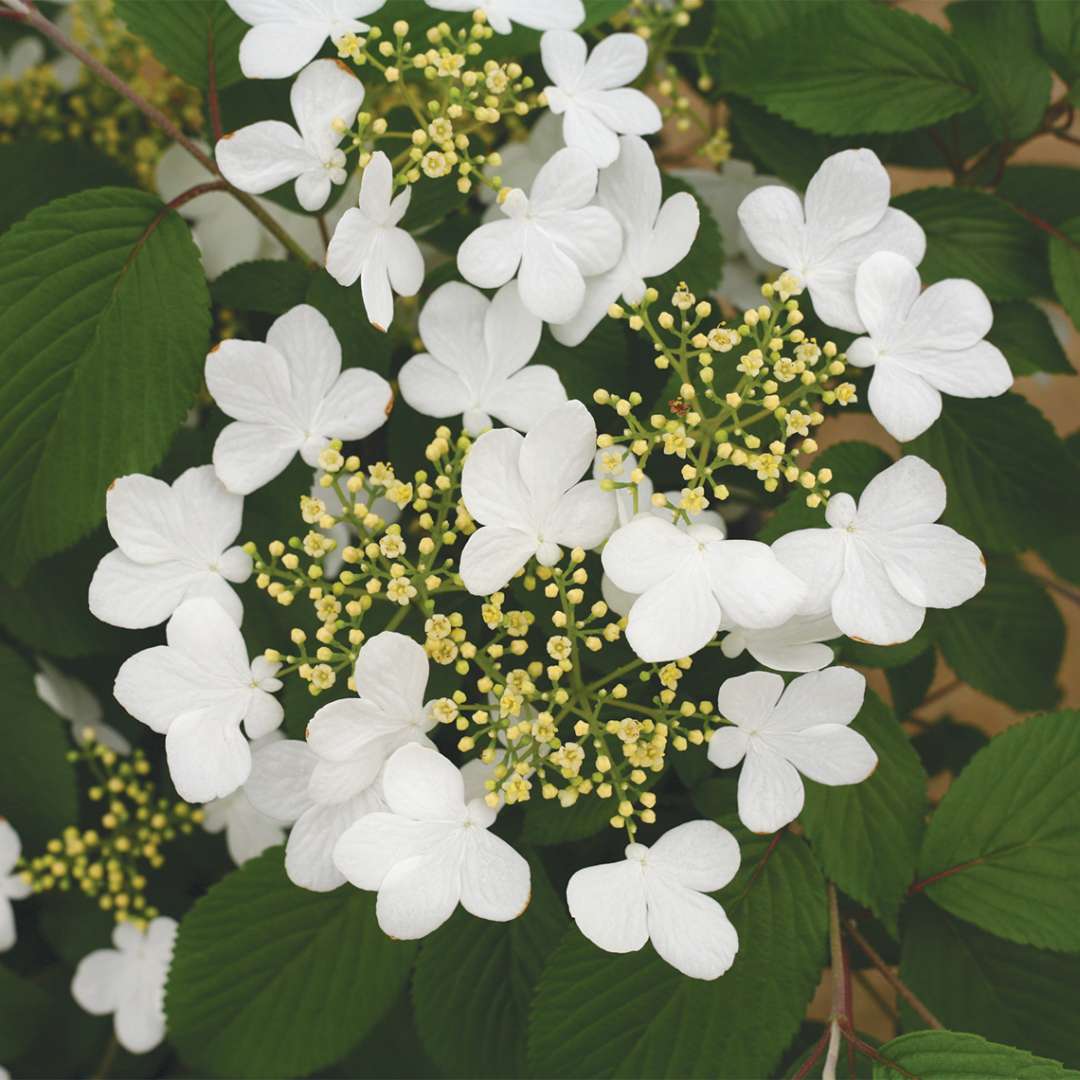 Closeup of the white lacecap flowers of Wabi Sabi viburnum