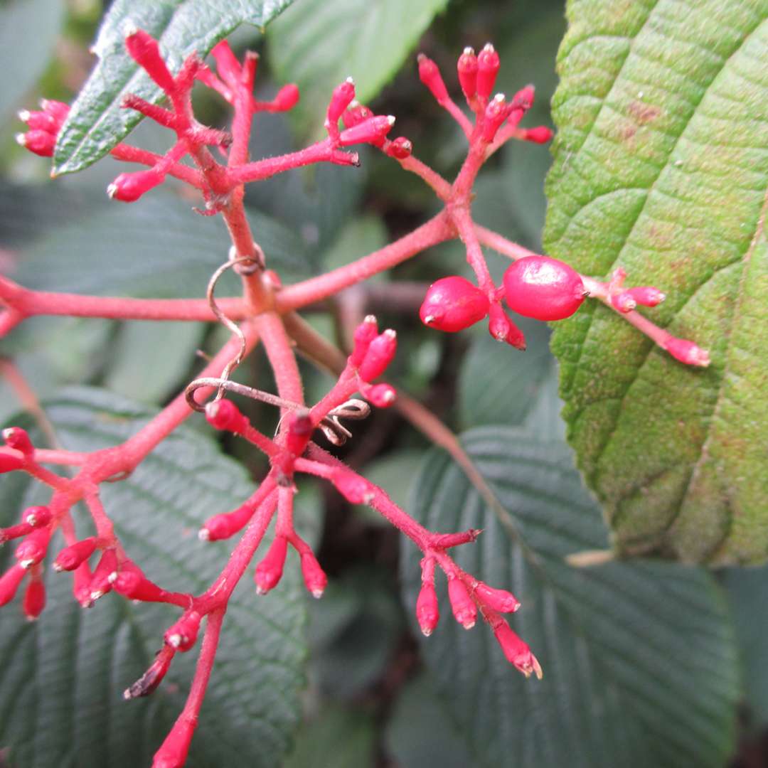 The red fruit of Wabi Sabi viburnum